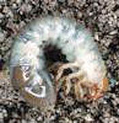 Japanese Beetle Grub